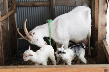 現在は16頭の山羊を飼育中。写真は生まれたばかりの仔山羊。